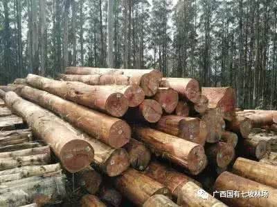 七坡林场2017年前5月份木材销售收入同比增长20%